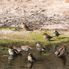 Passer hispaniolensis