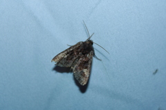 Euplexia benesimilis