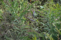 Coluber constrictor latrunculus