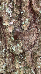 Acanthocephala terminalis