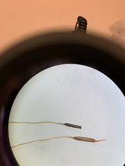 Dicranum montanum