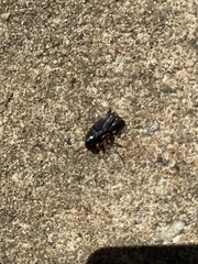 Harpalus caliginosus
