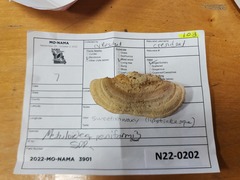 Metuloidea reniformis