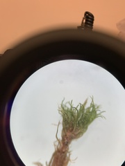 Dicranum montanum