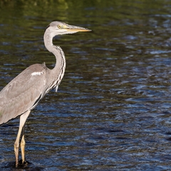 Ardea cinerea