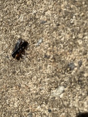 Harpalus caliginosus
