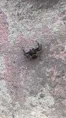 Araneae