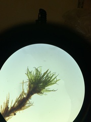 Dicranum montanum