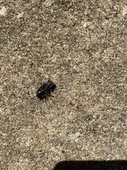 Harpalus caliginosus