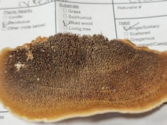 Metuloidea reniformis