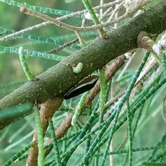 Homalodisca insolita