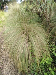 Muhlenbergia rigens