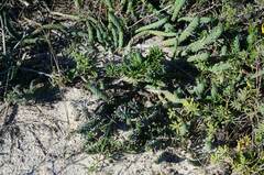 Euphorbia caput-medusae