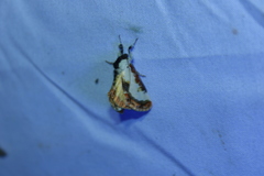 Eudryas unio