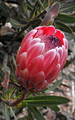 Protea compacta × susannae