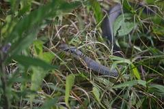 Coluber constrictor latrunculus