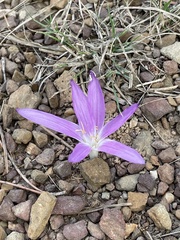 Colchicum filifolium
