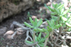 Sedum corynephyllum