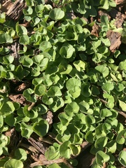 Dichondra repens