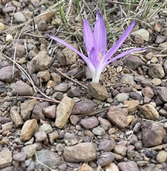 Colchicum filifolium