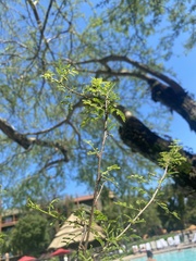 Vachellia farnesiana
