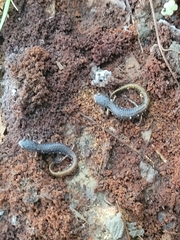 Hemidactylium scutatum