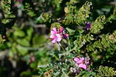 Indigofera sp-aff-platypoda
