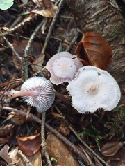 Mycena pura