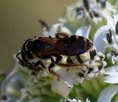 Halictus ligatus