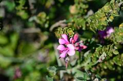 Indigofera sp-aff-platypoda