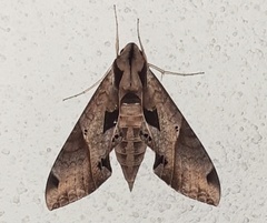 Eumorpha satellitia