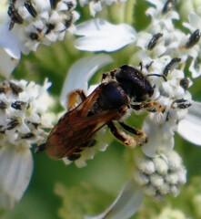 Halictus ligatus
