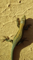 Podarcis muralis