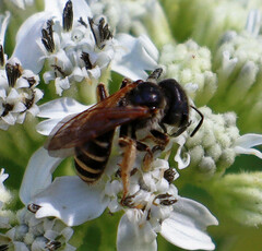 Halictus ligatus