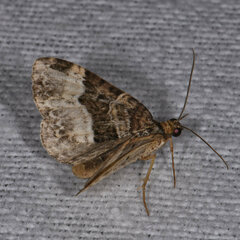 Euphyia intermediata