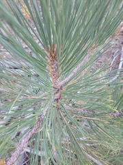Pinus jeffreyi