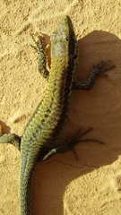 Podarcis muralis