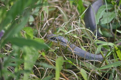 Coluber constrictor latrunculus