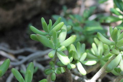 Sedum corynephyllum