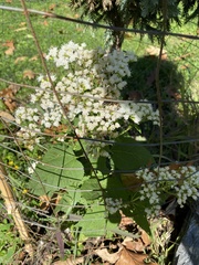 Parthenium integrifolium