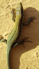 Podarcis muralis