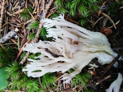 Clavulina rugosa