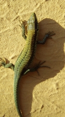 Podarcis muralis