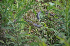 Coluber constrictor latrunculus