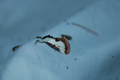 Eudryas unio