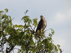 Albizia inundata