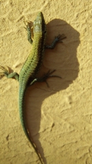 Podarcis muralis