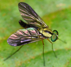 Tabanomorpha