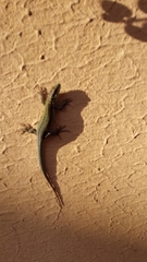 Podarcis muralis