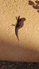 Podarcis muralis